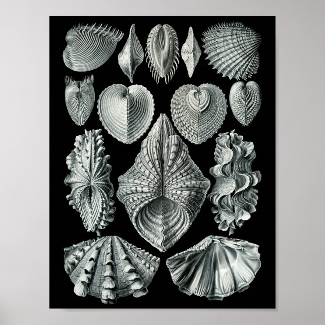 Ernst Haeckel Bivalvia Striking Black & White Poster (Front)