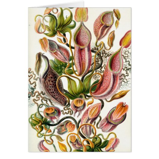 ernst haeckel botanical art cards (Front)