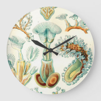 Ernst Haeckel Bryozoa invertebrates Large Clock