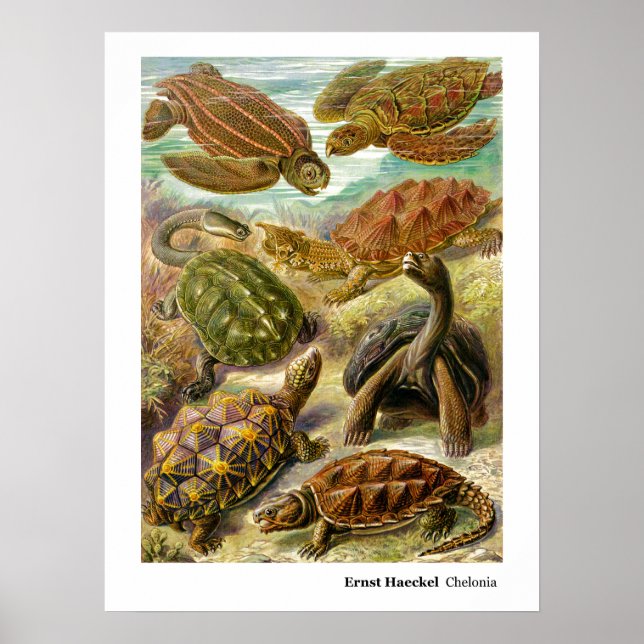 Ernst Haeckel Chelonia Poster (Front)