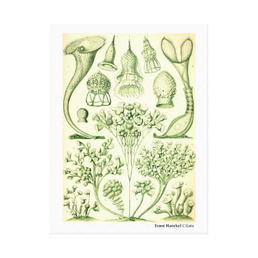 Ernst Haeckel Ciliata Canvas Print