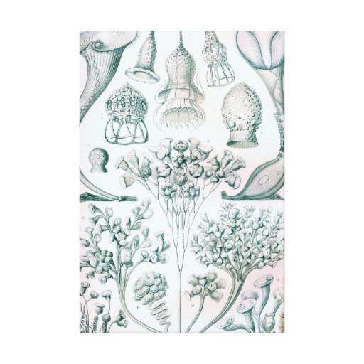 Ernst Haeckel Ciliata Wrapped Canvas Art