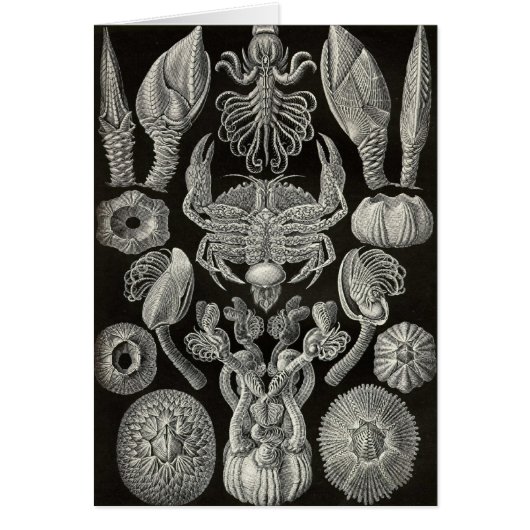 Ernst Haeckel - Cirripedia Cards (Front)