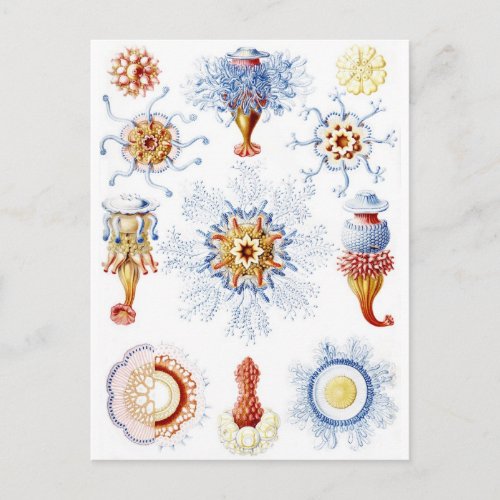Ernst Haeckel Colorful Siphonophorae 2 Postcard