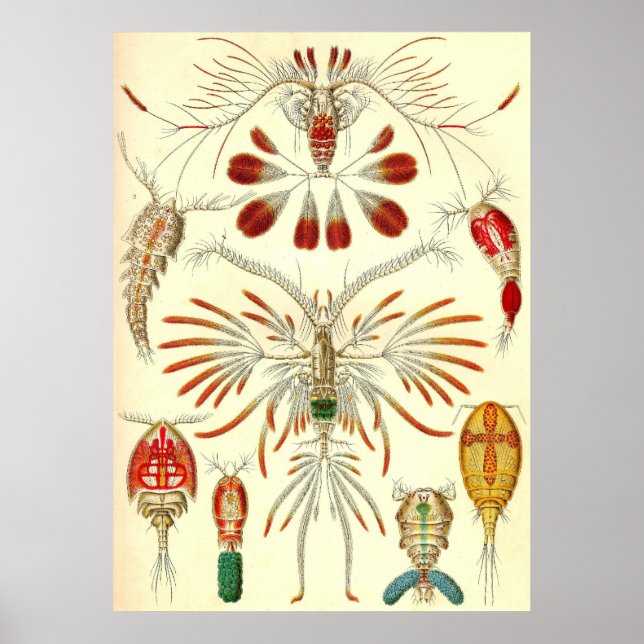 Ernst Haeckel - Copepoda Poster (Front)