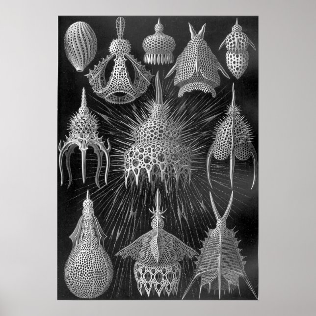 Ernst Haeckel Cyrtoidea Poster (Front)