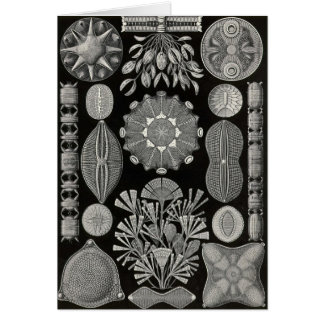 Ernst Haeckel - Diatomea2 Cards