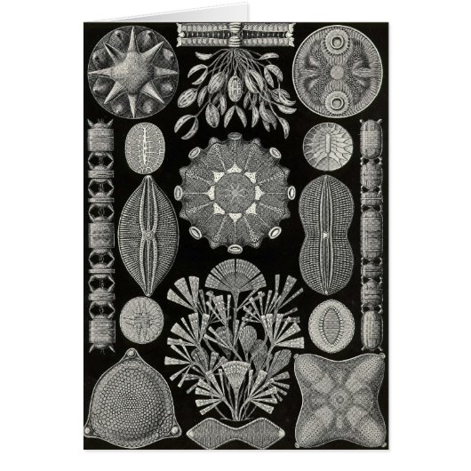 Ernst Haeckel - Diatomea2 Cards (Front)