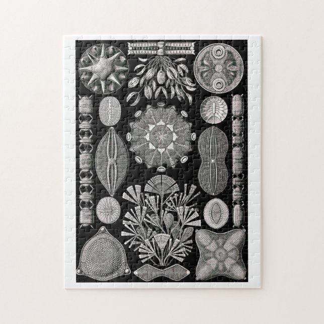 Ernst Haeckel  Diatomea Jigsaw Puzzle (Vertical)