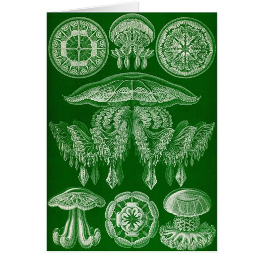 Ernst Haeckel - Discomedusae4 Cards (Front)