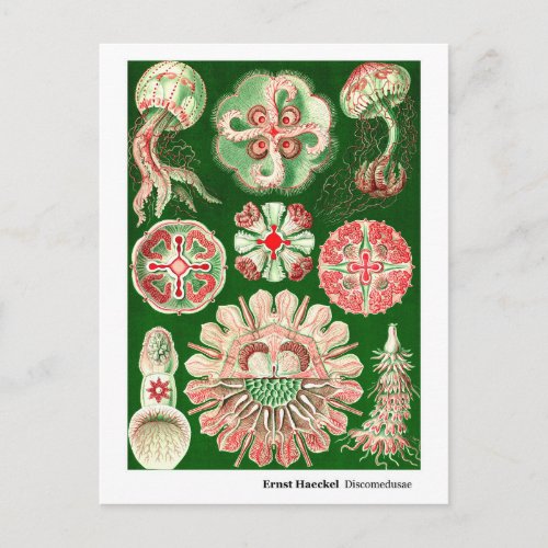 Ernst Haeckel Discomedusae Aurelia New Address Announcement Postcard