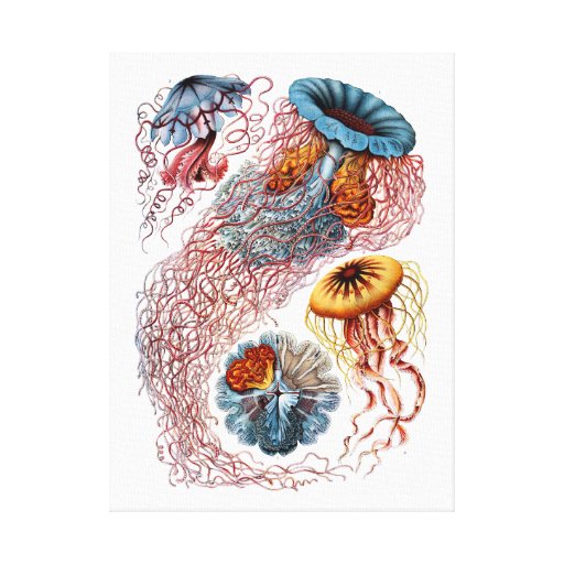 Ernst Haeckel Discomedusae Canvas Print