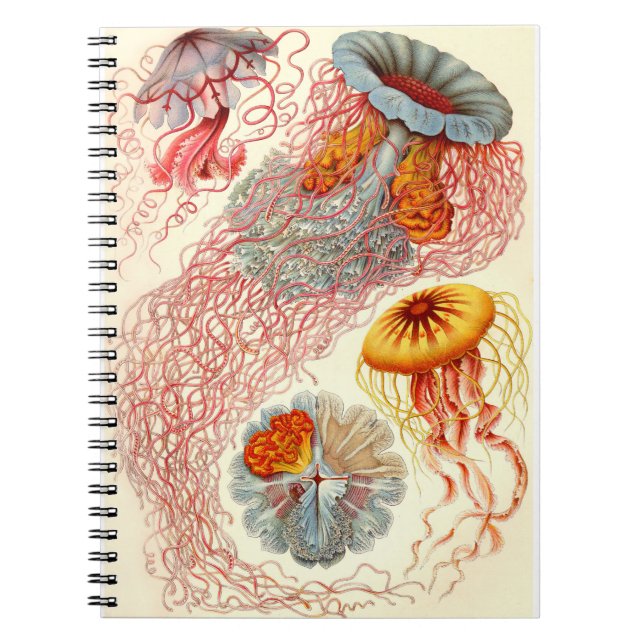 Ernst Haeckel "Discomedusae - Desmonema" Notebook (Front)