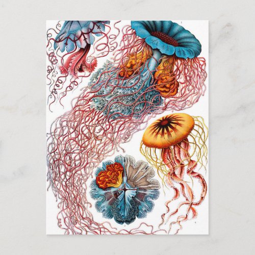 Ernst Haeckel Discomedusae Jellyfish Postcard