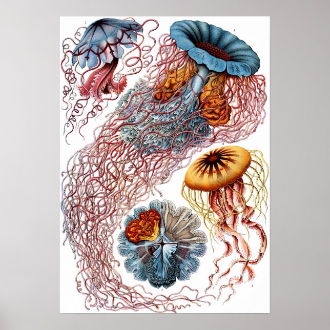Ernst Haeckel Discomedusae Jellyfish Poster (Front)