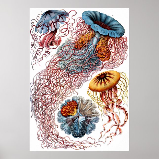 Ernst Haeckel Discomedusae Poster (Front)