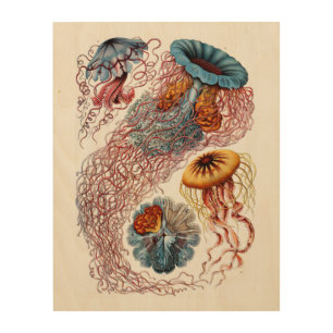 Ernst Haeckel Discomedusae Wood Wall Decor