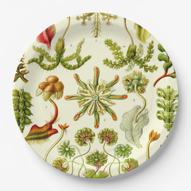 Ernst Haeckel Hepaticae Paper Plates (Front)