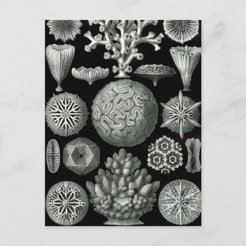 Ernst Haeckel Hexacorallia Coral Postcard