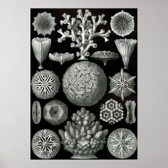 Ernst Haeckel Hexacorallia Coral Poster (Front)