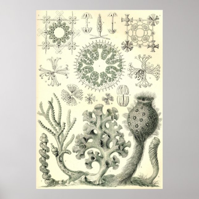 Ernst Haeckel - Hexactinellae Poster (Front)