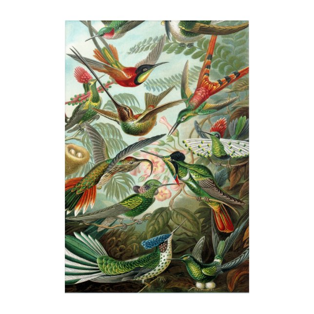 Ernst Haeckel Hummingbird Nature  Acrylic Print (Front)