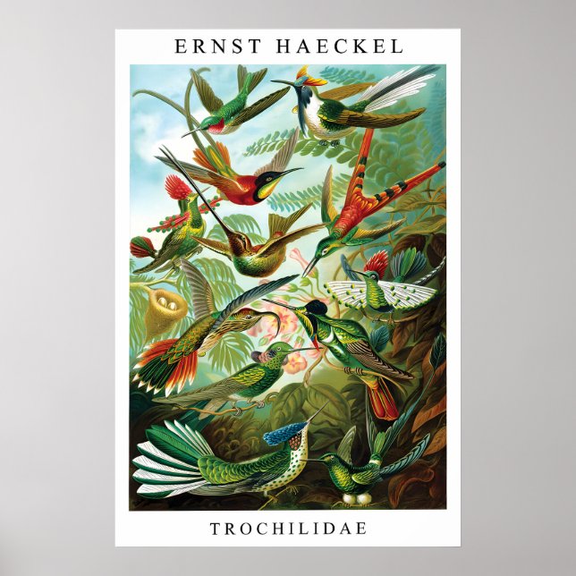 Ernst Haeckel Hummingbird (Trochilida) Print (Front)