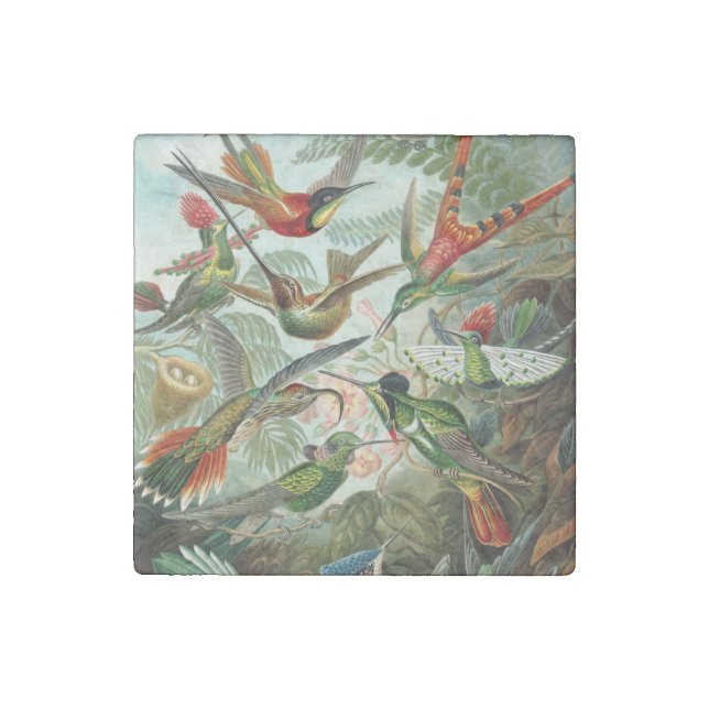 Ernst Haeckel Hummingbirds - Art Forms of Nature Stone Magnet (Front)