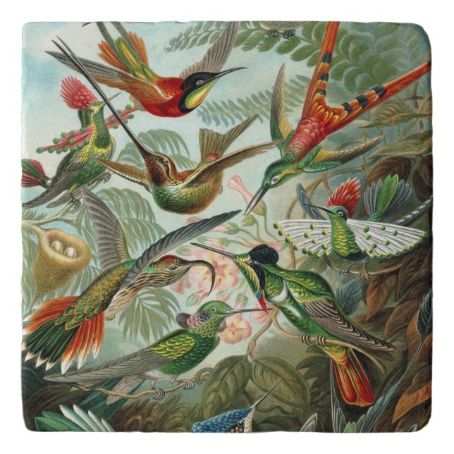 Ernst Haeckel Hummingbirds - Art Forms of Nature Trivet (Front)