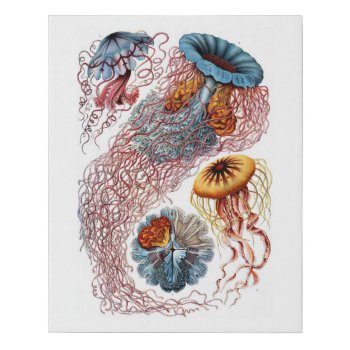 Ernst Haeckel Jellyfish D. Annasethe Faux Canvas Print by decodesigns at Zazzle