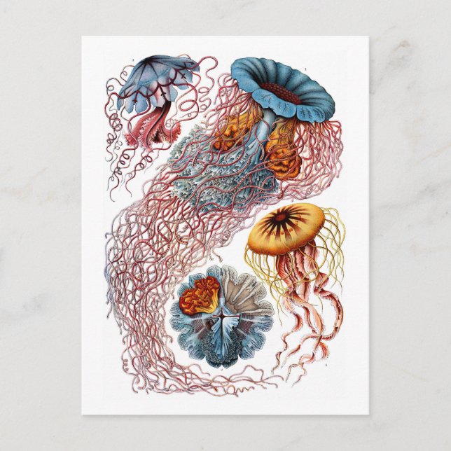 Ernst Haeckel Jellyfish D. annasethe Postcard (Front)