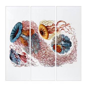 Ernst Haeckel Jellyfish D. Annasethe Triptych by decodesigns at Zazzle