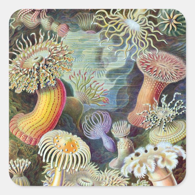 Ernst Haeckel Kunstformen der Natur Actiniae Square Sticker (Front)