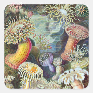 Ernst Haeckel Kunstformen der Natur Actiniae Square Sticker