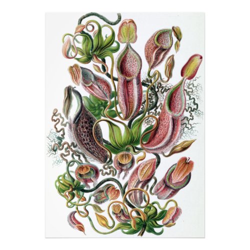 Ernst Haeckel Kunstformen der Natur Nepenthaceae P Photo Print