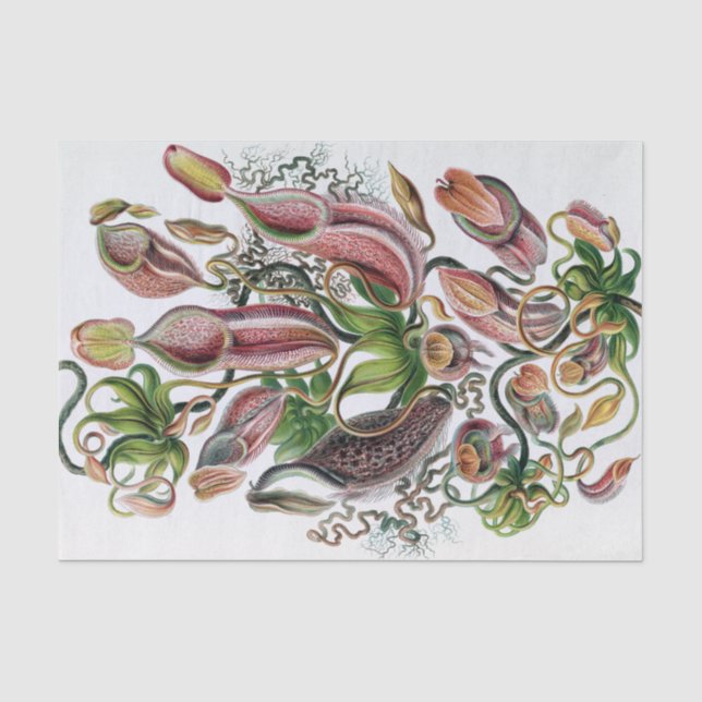 Ernst Haeckel Kunstformen der Natur Nepenthaceae P Tissue Paper (Front)