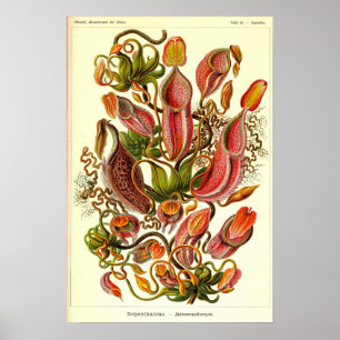 Ernst Haeckel Kunstformen der Natur Nepenthaceae Poster
