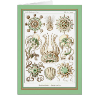 Ernst Haeckel - Kuntsformen der Nature - Tafel 16 Cards