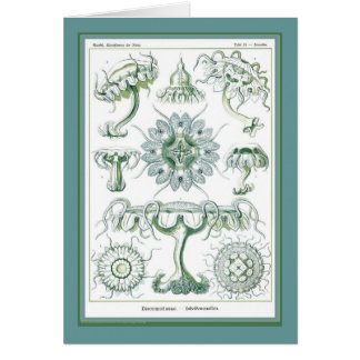 Ernst Haeckel - Kuntsformen der Nature - Tafel 18 Cards