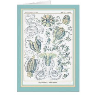 Ernst Haeckel - Kuntsformen der Nature - Tafel 27 Cards