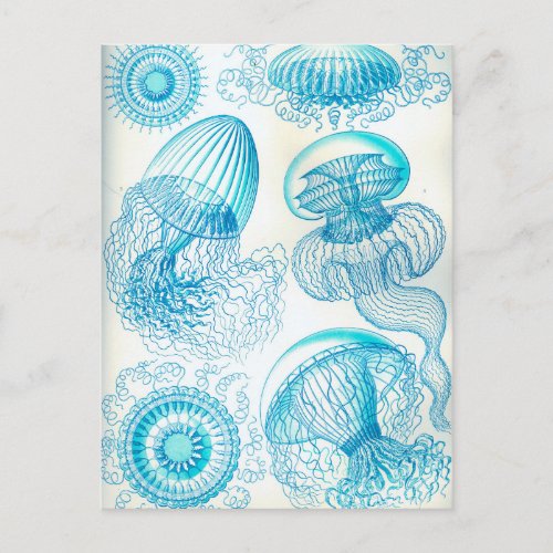 Ernst Haeckel Leptomedusae jellyfish Postcard