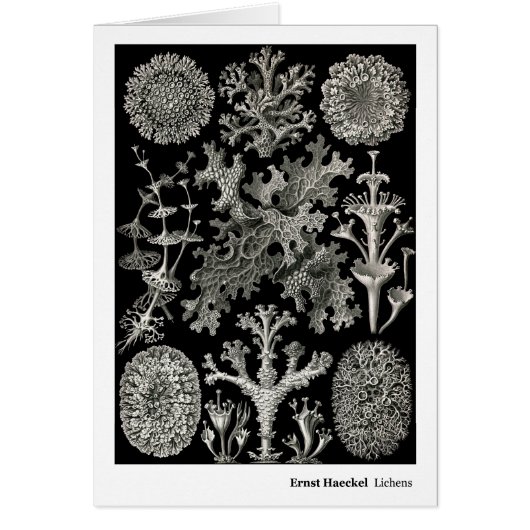 Ernst Haeckel Lichens Cards (Front)