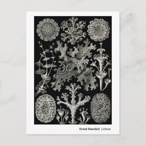 Ernst Haeckel Lichens Postcard