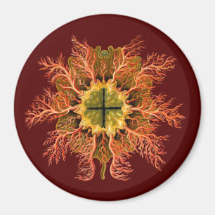 Ernst Haeckel Magnet