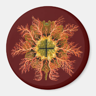Ernst Haeckel Magnet