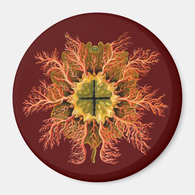 Ernst Haeckel Magnet (Front)