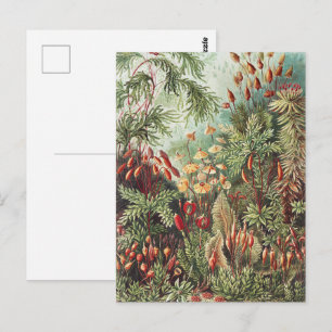 Ernst Haeckel Moss Nature Print Dark Academia Postcard
