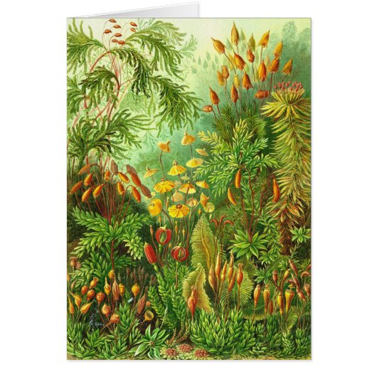 Ernst Haeckel - Muscinae (Front)