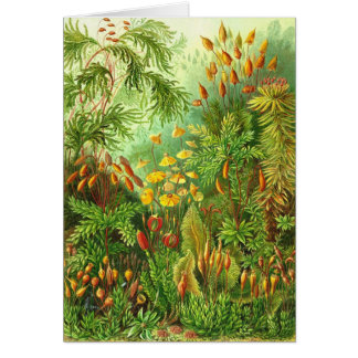 Ernst Haeckel - Muscinae Cards