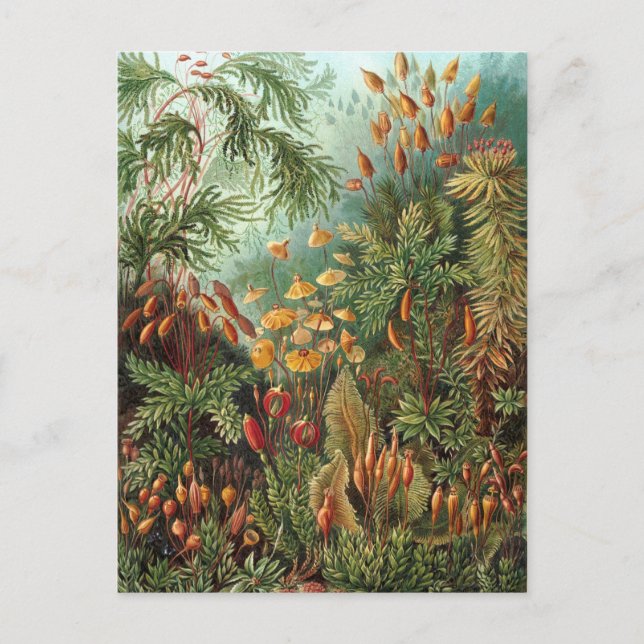 Ernst Haeckel - Muscinae Postcard (Front)